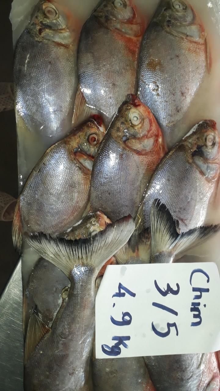 Red pomfret fish